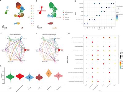 The role of lactylation in plasma cells and its impact on rheumatoid arthritis pathogenesis: insights from single-cell RNA sequencing and machine learning